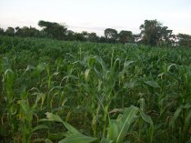picture-004 Maize Fields