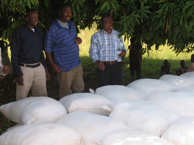 Mark and John surveying the maize Mark and John surveying the maize